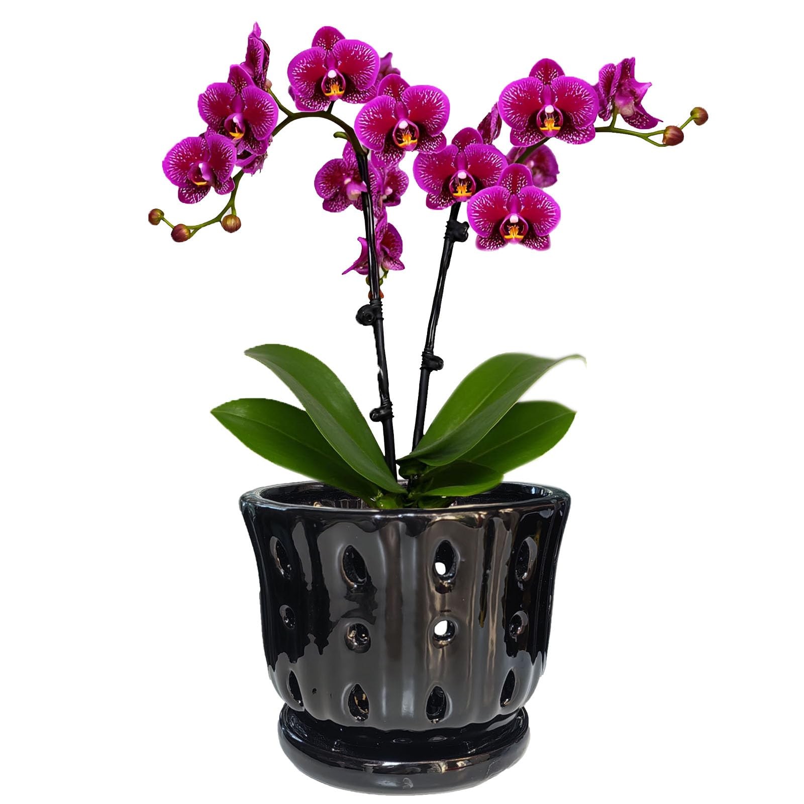 6'' Ceramic Orchid Pot with Drainage Hole and Saucer Black Planter gallery