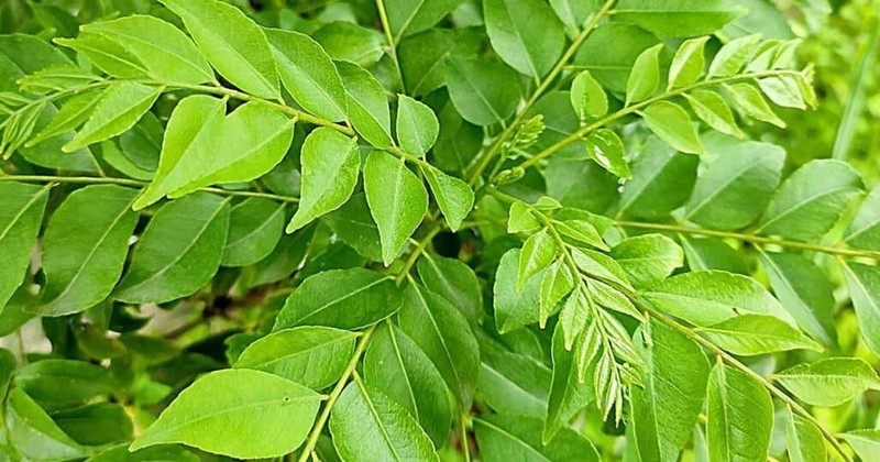 CEYLON Dried Curry Leaves 100% High Quality Natural Herbal Spice Products 500g gallery
