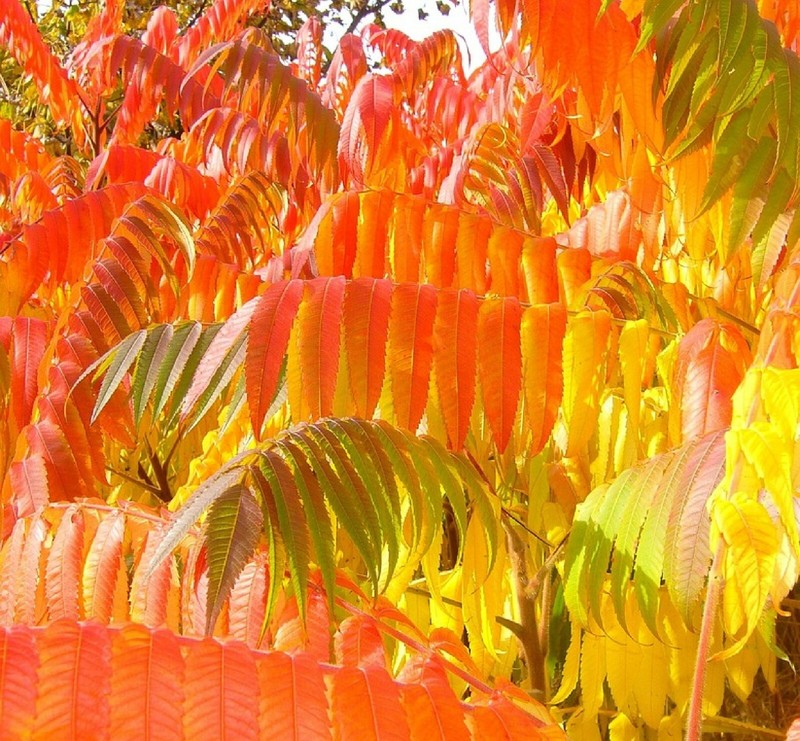 Dwarf Flameleaf Sumac Vibrant Ornamental 30+ seeds Free Shipping! gallery