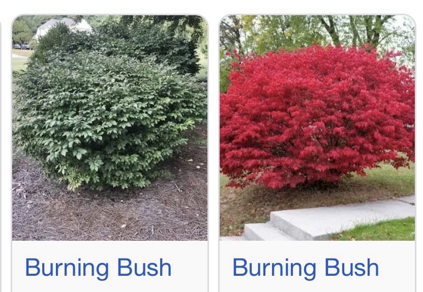 Burning Bush (Euonymus) Seedling Potted Outdoor Full Sun Fall Interest 10 in gallery