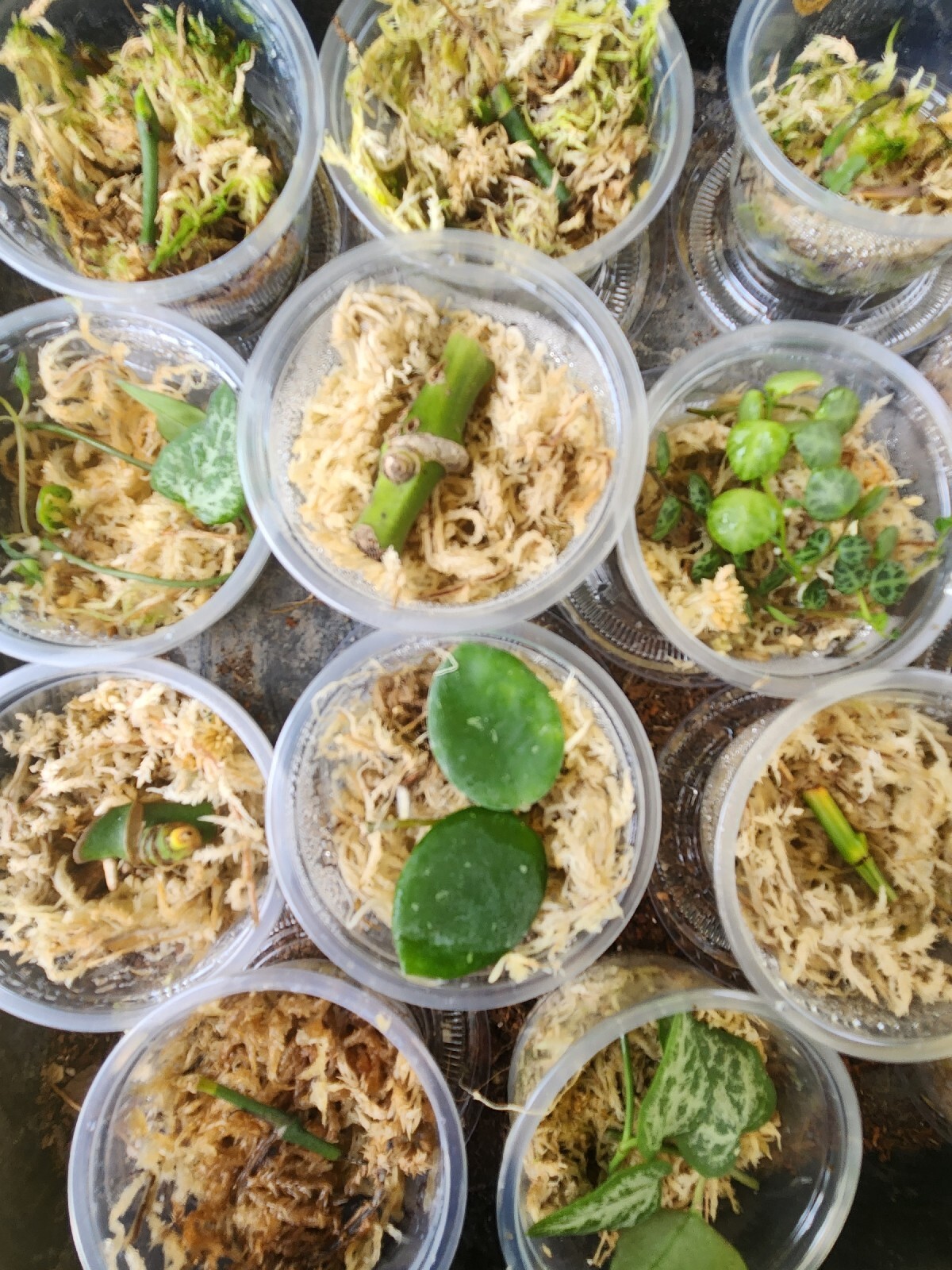 Beginner Propagation Kits gallery