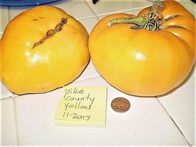 Pike County Yellow tomato BIG yellow heirloom non-gmo YUMM! gallery