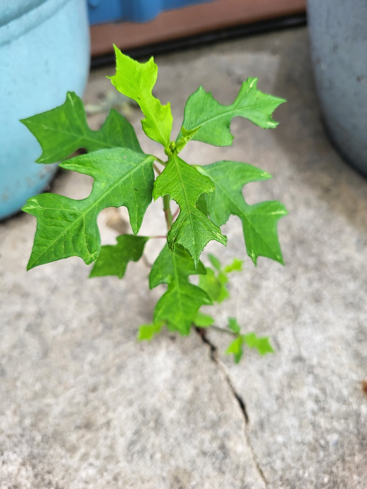SUMMER POINSETTIA-PERENNIAL-Very Different-20 seeds from my yard-2022 gallery