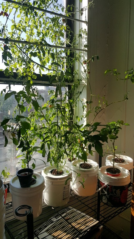 Hydroponic Grow Bucket Set with Everything Included! No Electricity Needed! gallery