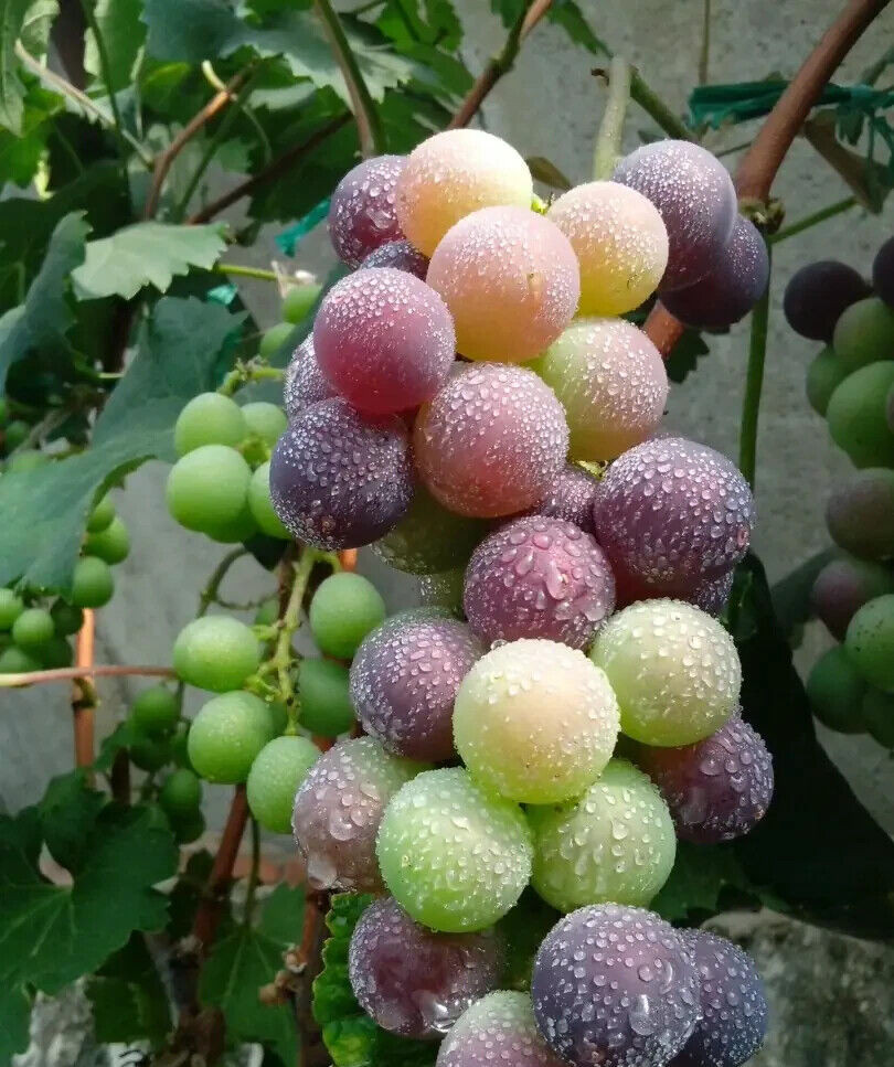 50Pcs Grape Seeds (Vitis vinifera) var. Kyoho Grapes Original gallery
