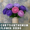 Lunabloom Mix Mum Chrysanthemum Seeds 200+ Seeds Mum Flower, Flower Seeds gallery