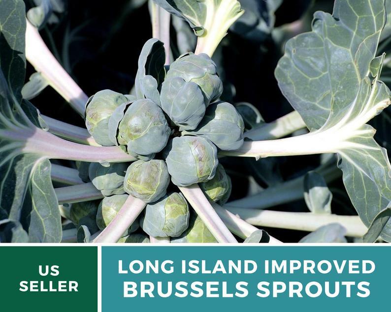 Brussels Sprouts, Long Island Improved - 150 Seeds - Heirloom - GMO Free gallery