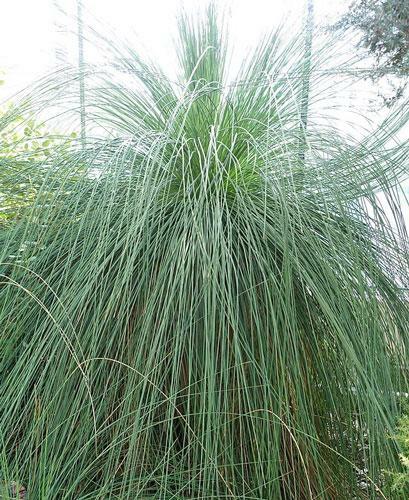 Xanthorrhoea preissii | Balga | Western Australian Grass Tree | 10 Seeds gallery