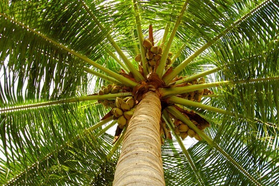 Coconut Peat ORGANIC GROWING MEDIA POTTING COMPOST SOIL 1kg gallery