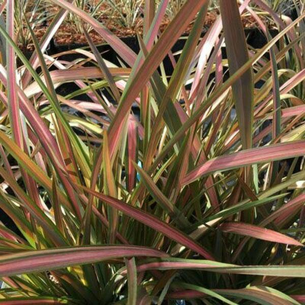 Phormium tenax | Rainbow Stripes | Flax | 20 Seeds gallery