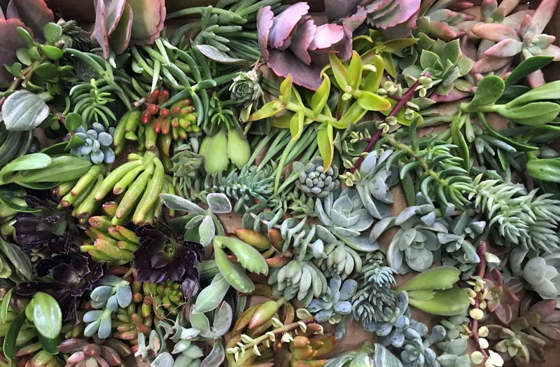 15 Assorted Random Varieties Live Succulent Cactus Plants Unrooted cuttings only gallery