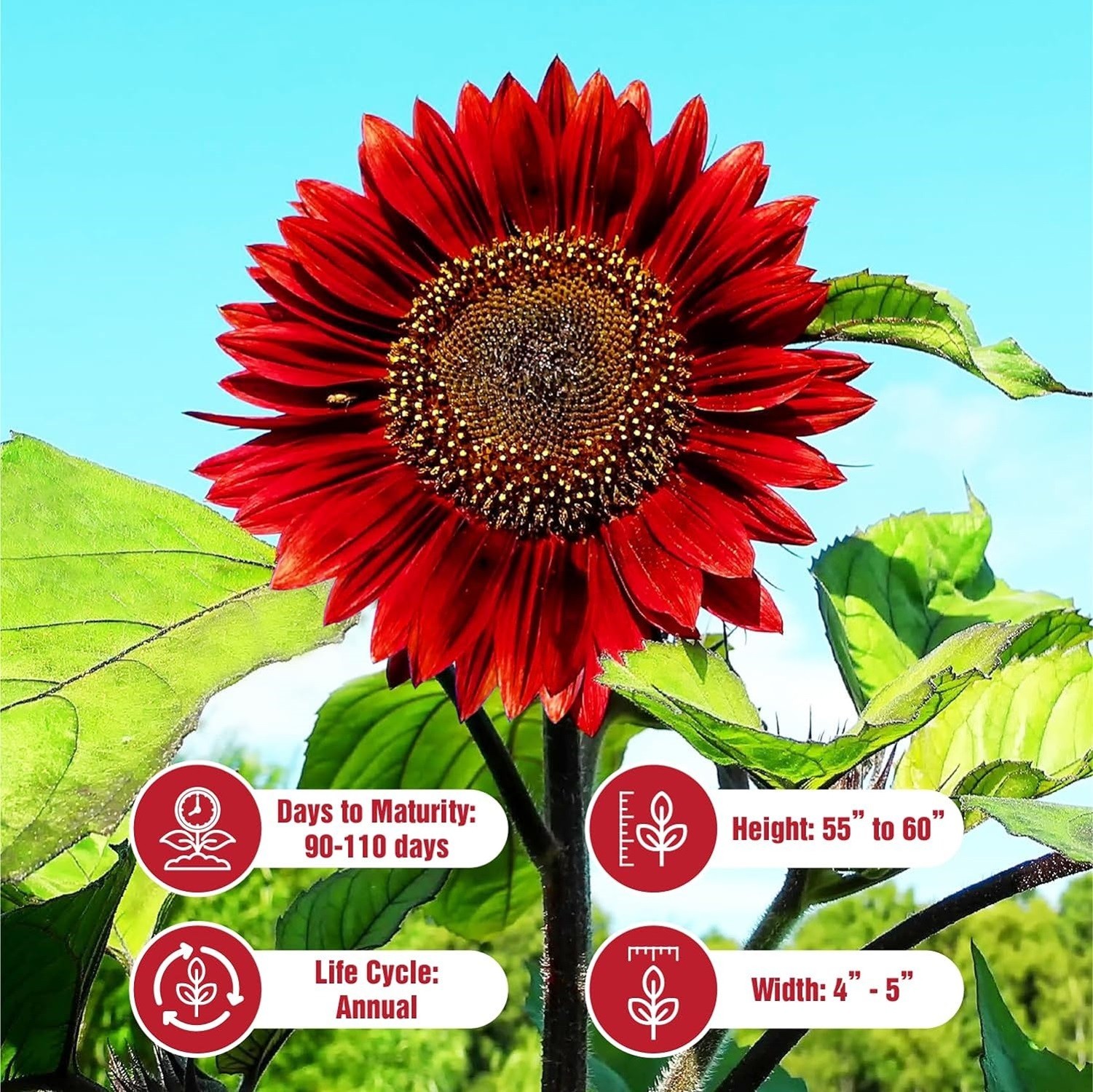 Red Vibrant Sunflower Seeds for Planting- Velvet Queen, Heirloom, Non GMO gallery