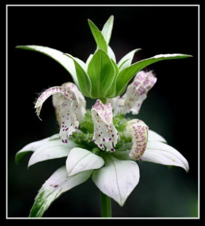 20+ beebalm, SPOTTED BEE BALM seeds RARE PERENNIAL white flower gallery