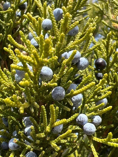Southern Red Cedar Juniperus silicicola Seedling Wind Break Natural Screening gallery
