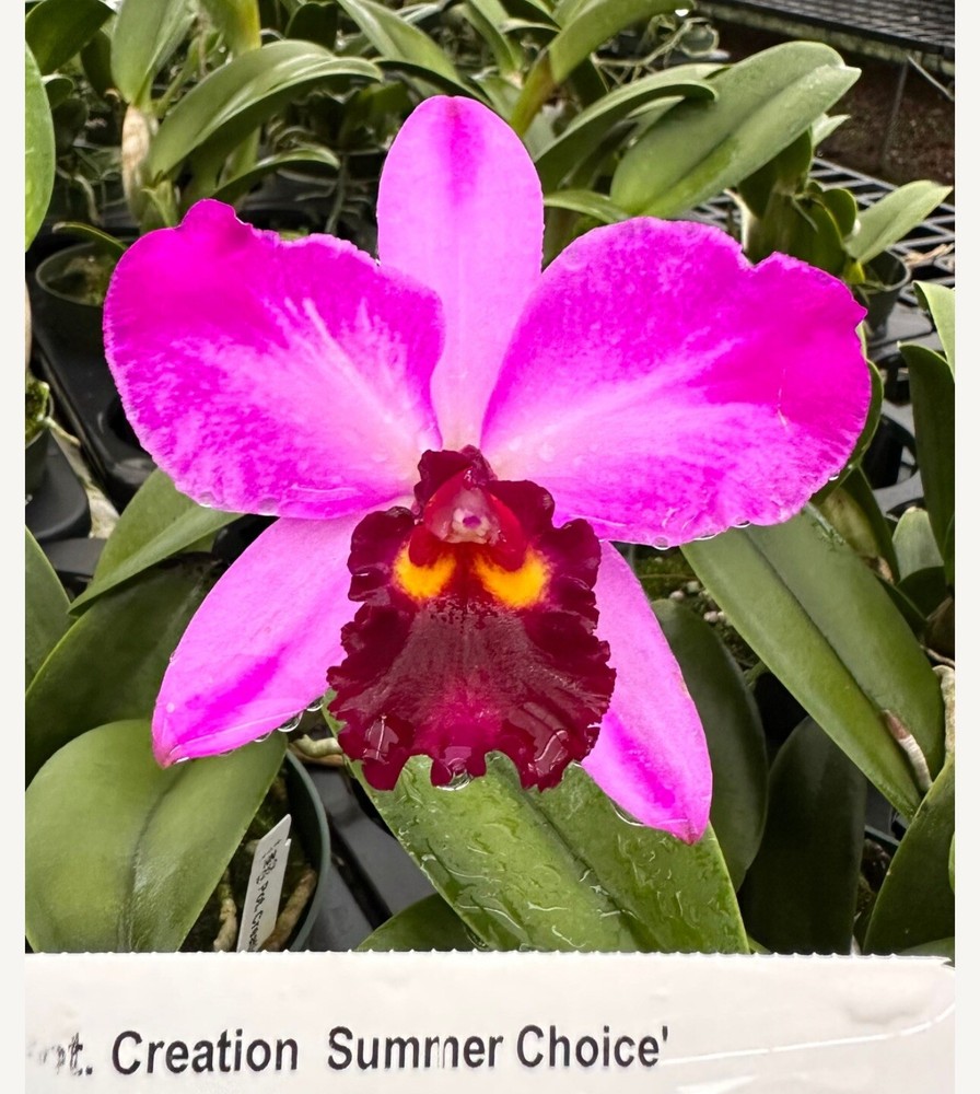 Pot. Creation 'Summer Choice' Cattleya Orchid Plant Blooming Size 4”