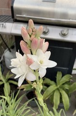 2 Clumps Tuberose, Bulbs 5+ Size Medium, Rooted &Sprouted Ready To Plant