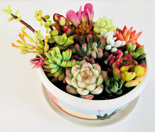 10 Assorted Succulent Cuttings Clippings for Dish Garden Terrariums Mini Fairy gallery