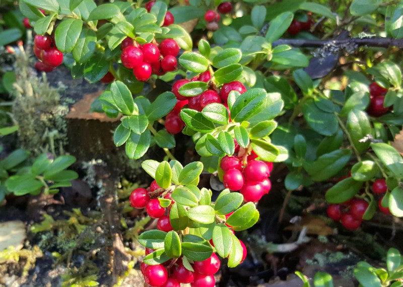 Lingonberry 'Red Candy' – Compact Edible Ground Cover – Fruiting Shrub gallery