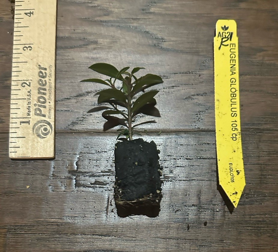 Dwarf Brush Cherry (Eugenia globulis) - 1 TC Plant Plug -1-3 in.- Edible/Topiary