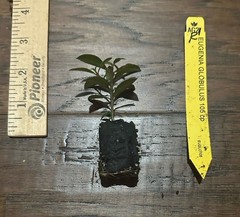 Dwarf Brush Cherry (Eugenia globulis) – 1 TC Plant Plug -1-3 in.- Edible/Topiary