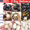 40 lbs Bulk Large River Rocks 3 Colors 2-3 Inch Polished Pebbles Natural Stones gallery