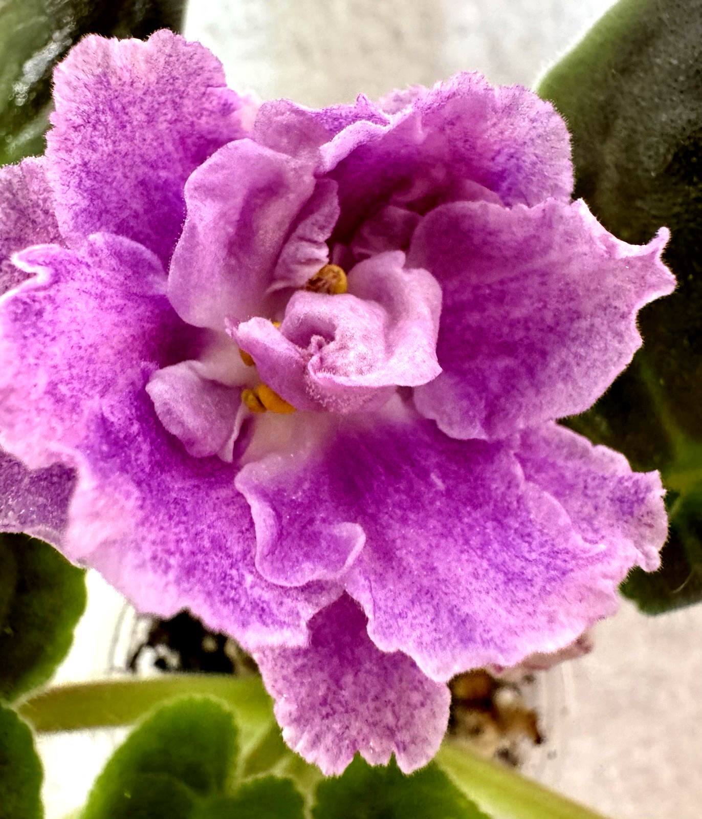 African Violet EK Vera Starter gallery