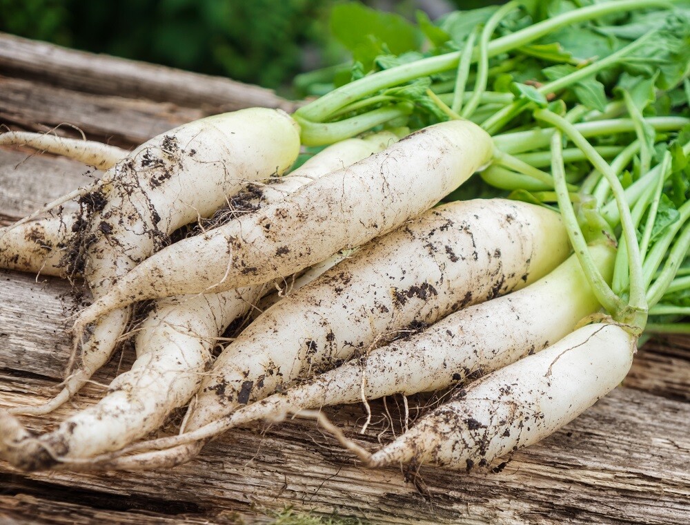 Radish Seeds - Fast Growing Heirloom Non GMO, Free Shipping, White Icicle gallery