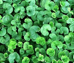 DICHONDRA GROUND COVER Dichondra Repens – 3,000 Bulk Seeds