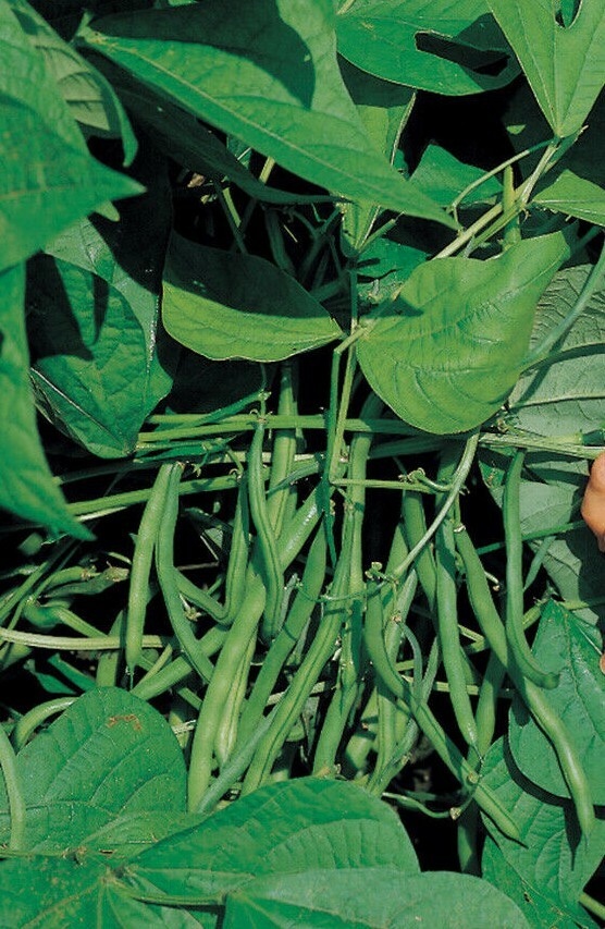 Jade Stringless Bush Bean Seeds Container friendly gallery