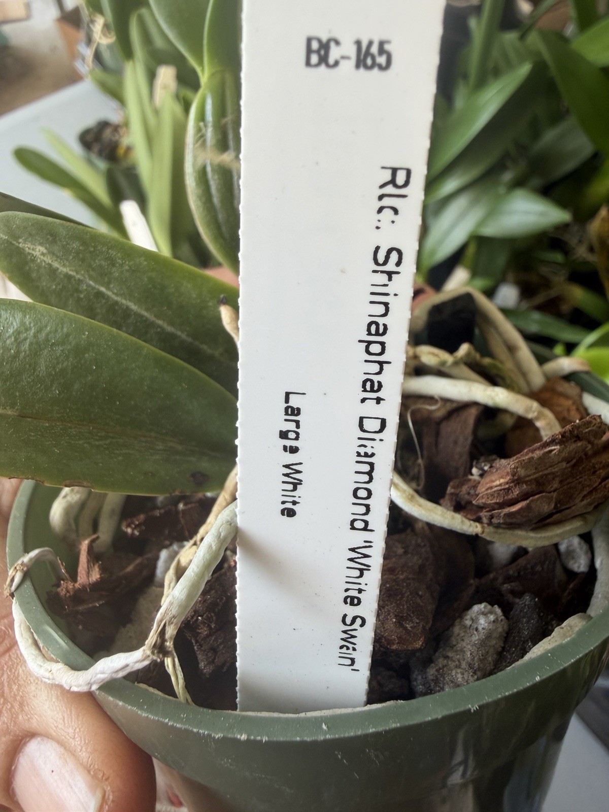 Rlc Shinaphat Diamond 'White Swan' Cattleya Orchid Plant 4” gallery
