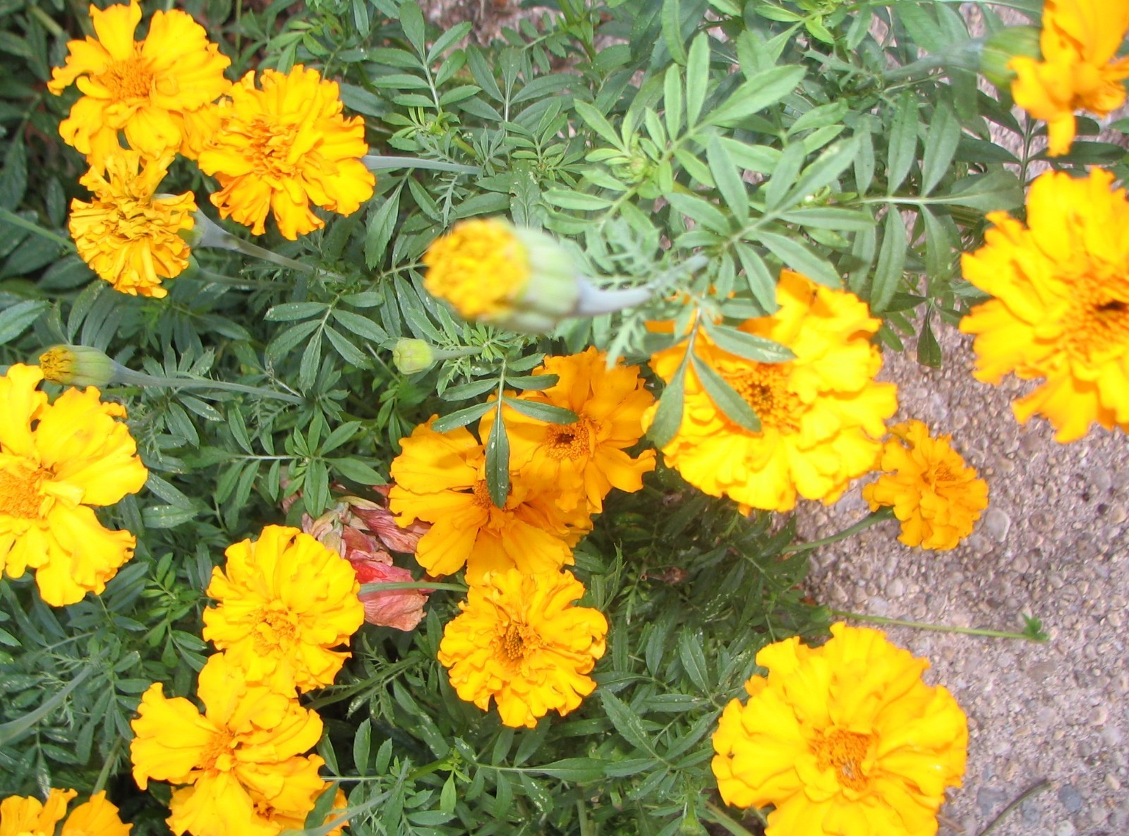 MARIGOLD SEEDS, 250, LOVELY ORANGE FLOWERS, VERY EASY TO GROW, ORGANIC FREE SHIP gallery