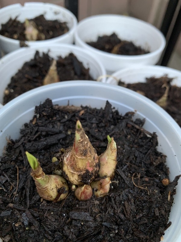 2 Clumps Tuberose, Bulbs 2+Size Small, Rooted &Sprouted Ready To Plant gallery