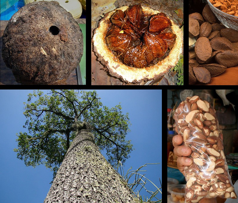 RAW BRAZIL NUTS 12oz gallery
