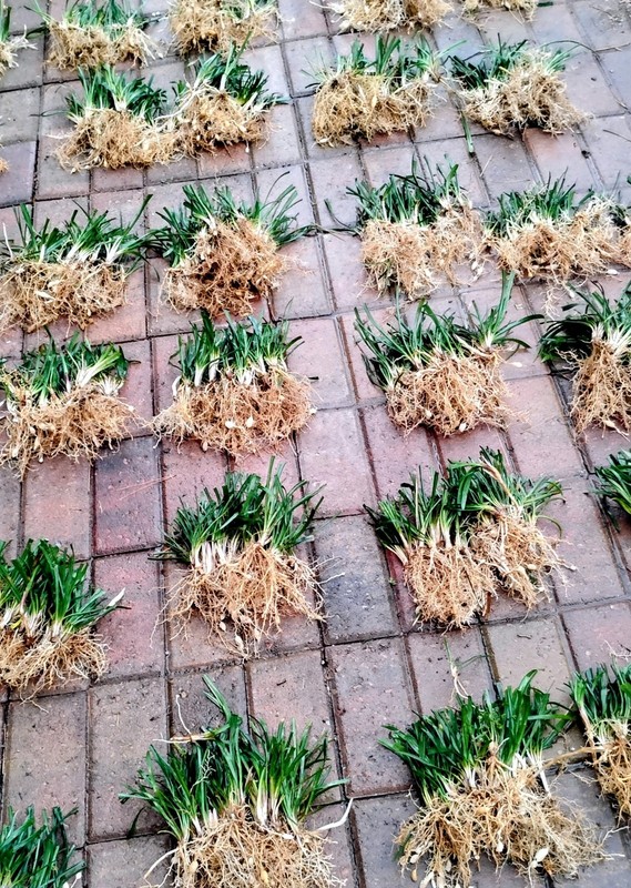 Monkey Grass, Big Blue, Clumping, Lirope 60 Bare Root Plants gallery