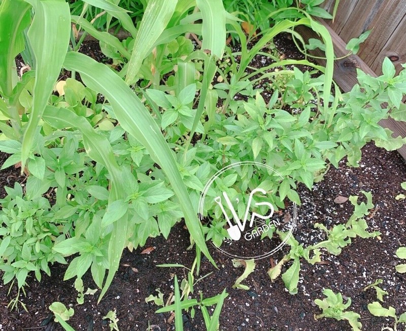 THAI BASIL, OCIMUM BASILICUM SEEDS, HẠT HÚNG QUẾ, 泰國羅勒 | 90% GERMINATION | gallery
