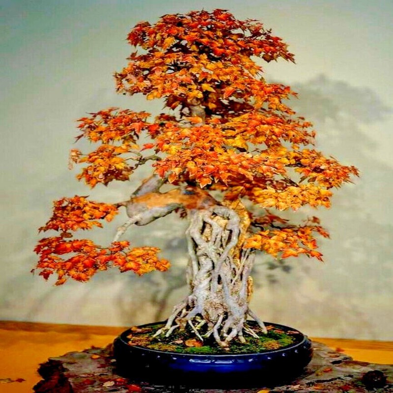 TRIDENT MAPLE TREE SEEDS (Acer buergerianum) Hardy Fall Colors Bonsai Plant gallery