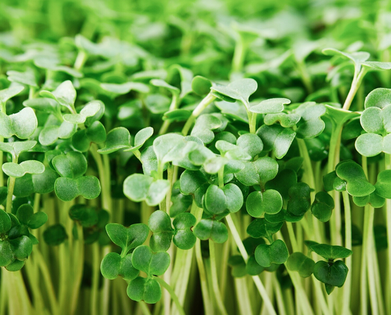 Organic Broccoli MICROGREEN Seeds | Heirloom Non GMO Sprouting Seeds gallery