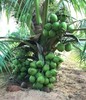 LIVE XL COCONUT PLANT Green Dwarf 1 - 3 Foot Cocos nucifera palm edible fruit gallery