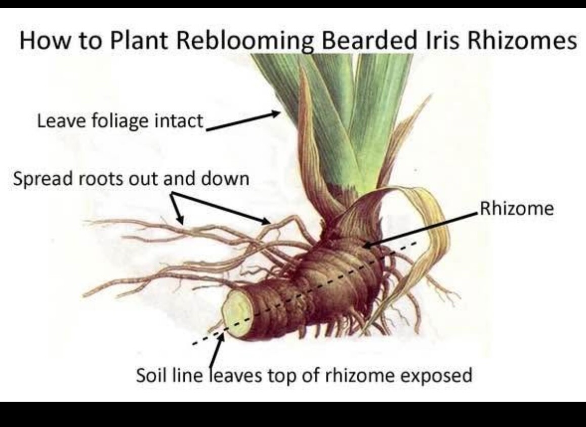 Yellow Iris - 6 Yellow Tall Bearded Iris Rhizomes - Perennial gallery