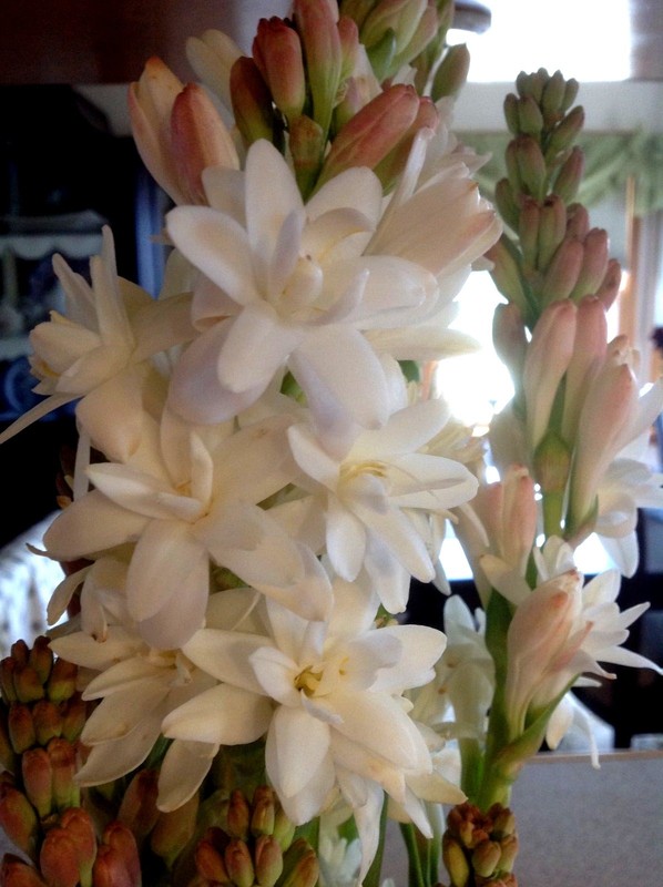 Tuberose large bulbs double pearl set of 6 - FRAGRANT - Polianthus gallery