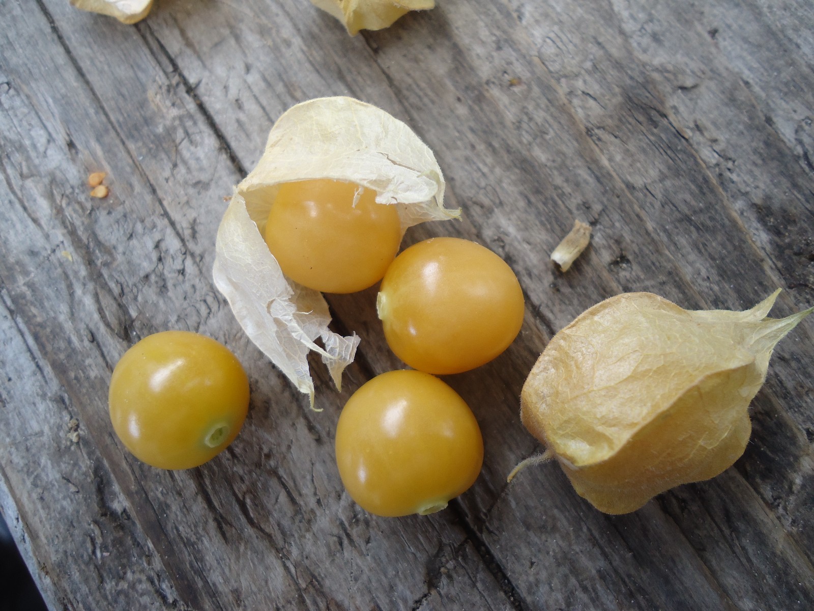 "Ground Cherry" or Strawberry Husk Tomato *HEIRLOOM* SEEDS OF LIFE gallery