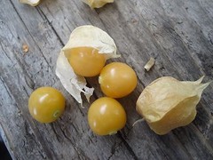 “Ground Cherry” or Strawberry Husk Tomato *HEIRLOOM* SEEDS OF LIFE