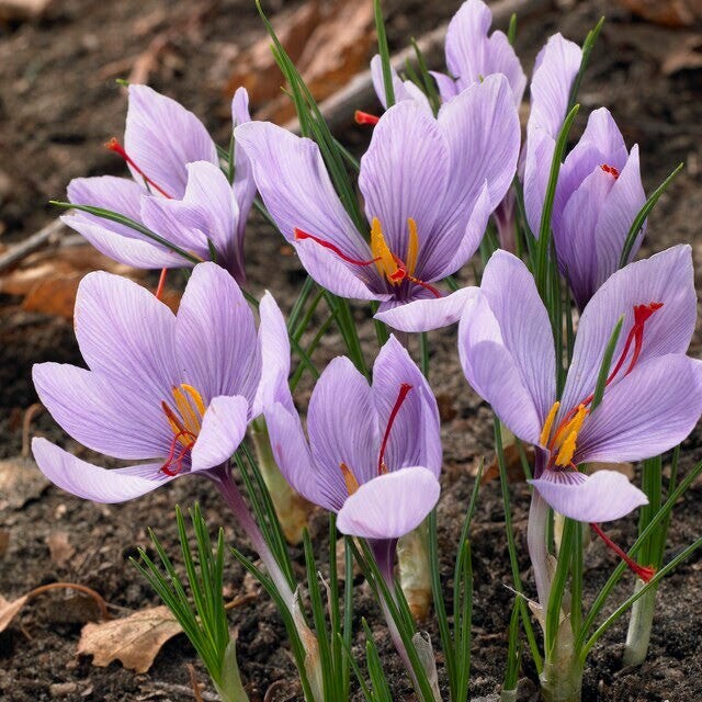 Saffron Autumn Crocus (Crocus sativus) - 50 Seeds | Fall-Blooming Purple Beauty gallery