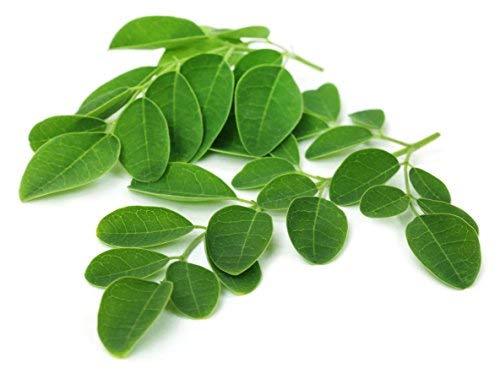 Moringa Leaf - Dried Moringa oleifera Leaf C/S 100% from Nature, Wild Crafted gallery