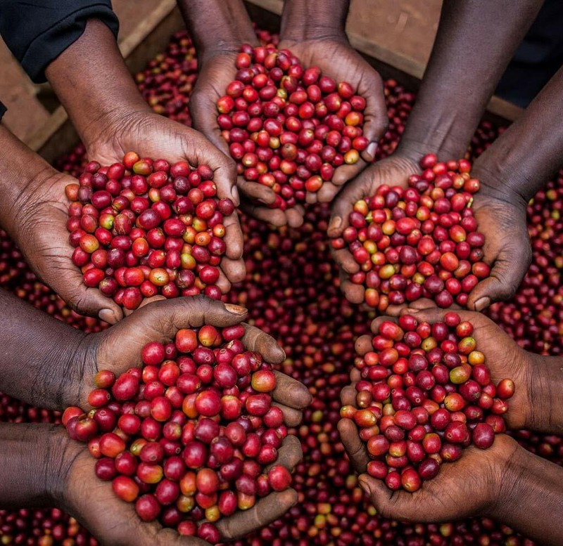 1 LB UGANDA BUGISU SAMPLE ROASTED COFFEE WHOLE BEAN, GROUND - ARABICA ORGANIC gallery