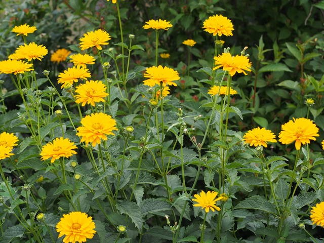 HELIOPSIS - FALSE SUNFLOWER - 4 LIVE PLANTS -SEE DESCRIPTION - LOOK! gallery