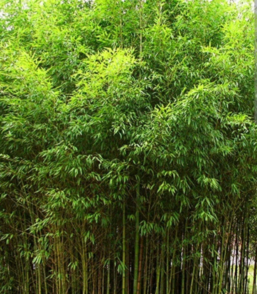 Golden Fishpole Bamboo Phyllostachys Aurea Live Plant Root Rhizome Great Privacy gallery
