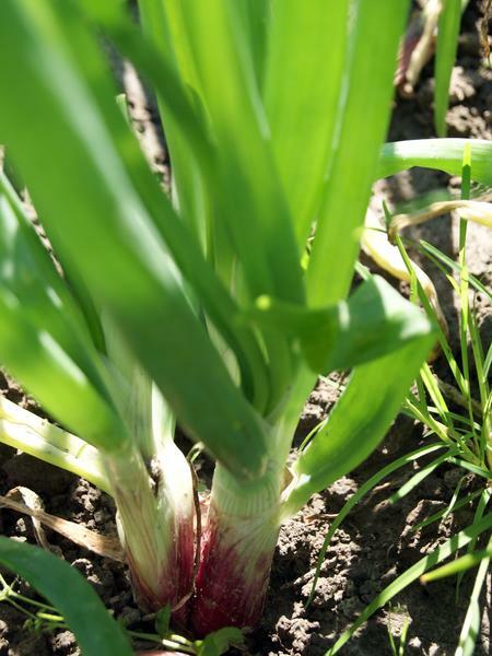 ***On Order*** 200 Red Welsh Bunching Onion Seeds, HEIRLOOM, NON-GMO gallery