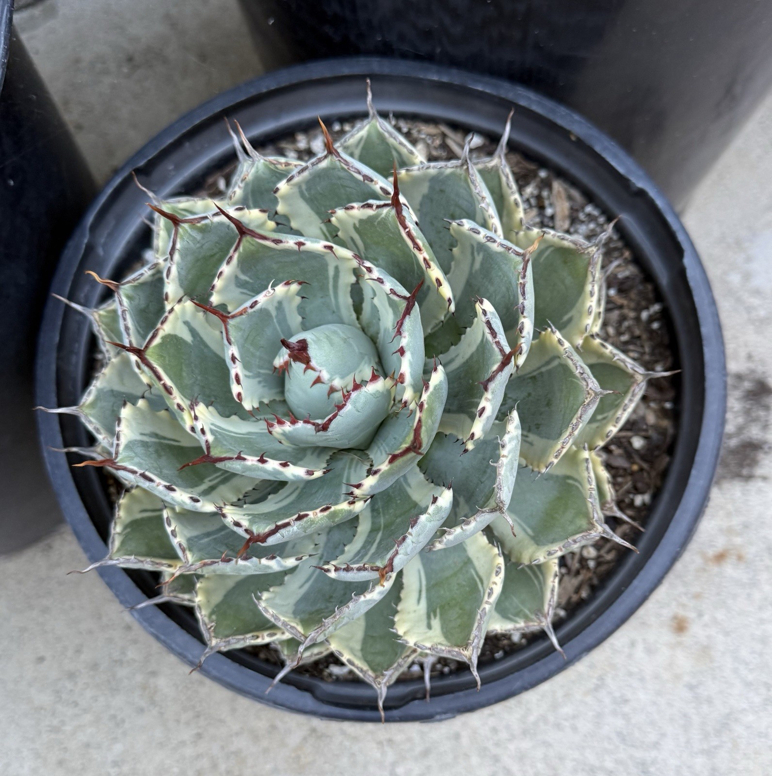 Agave Desert Diamond gallery
