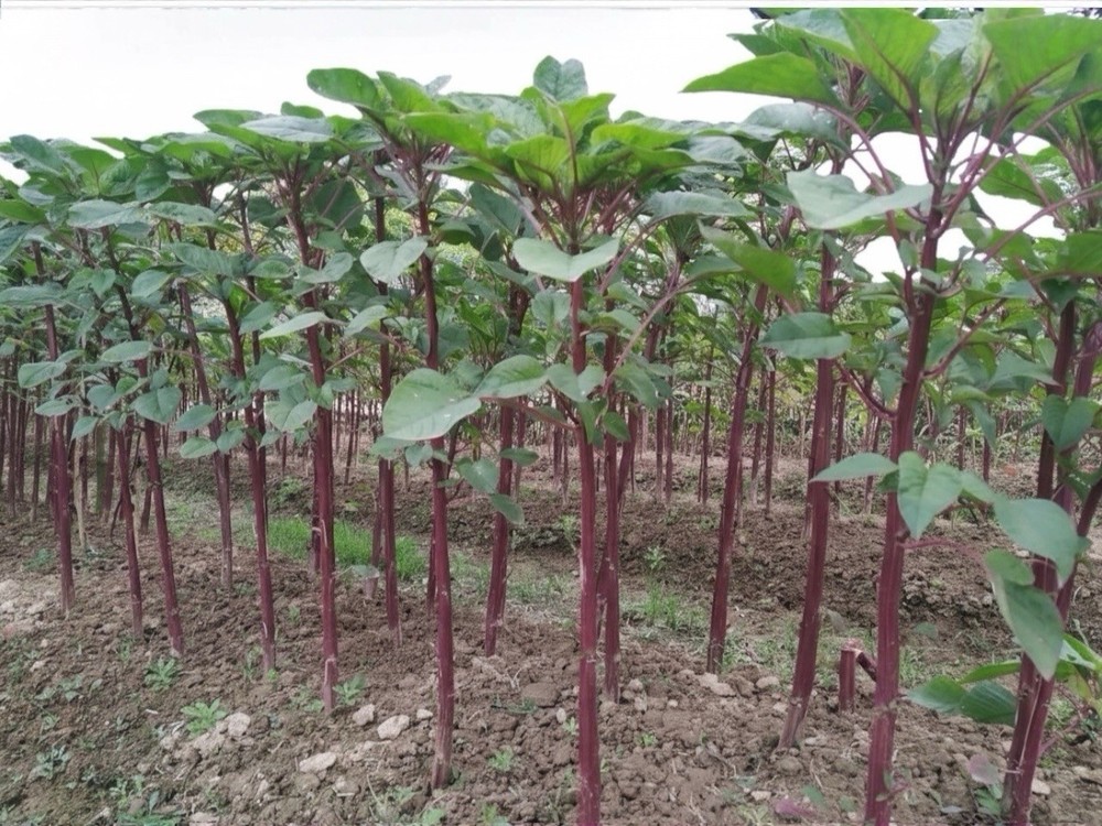 Stem Amaranth (Data Shak ) - Bhutan Soft Red Army Asian Spinach 9000+ Seeds